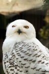 Snowy Owl White Hedwig