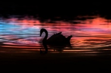 Swan Silhouette Sunset