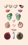 Seashells Vintage Art Poster