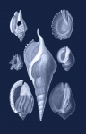Shells Blue Art Poster