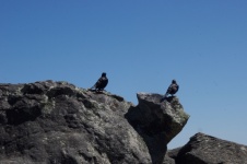 Shiny Black Crows On Mountain