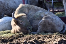 Sleeping Bison