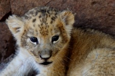 Small Baby Lion Cub