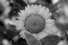 Sunflower Flower Blossom Photography