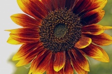 Sunflower Flower Autumn Blossom
