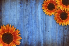 Sunflower Wood Background