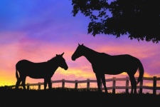 Sunset Landscape Horse