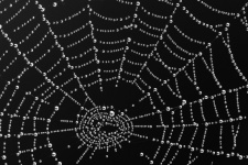 Spider Web Drops Macro