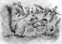 Squirrel, Mushroom, Drawing, Ink