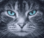 Tiger Cat Blue Eyes