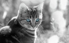 Tiger Cat Blue Eyes