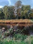 Weeping Willow Reeds Lake