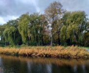 Weeping Willow Reeds Lake