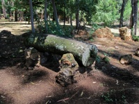 Tree Trunk Bench