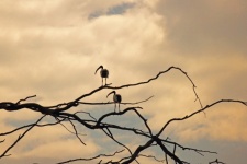 Two Sacred Ibis Perched On Branches