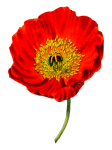 Vintage Clipart Poppy Flower