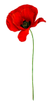 Vintage Clipart Poppy Flower