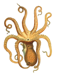 Vintage Clipart Octopus