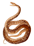 Vintage Clipart Snake Reptiles