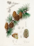 Vintage Illustration Of Pine Cones