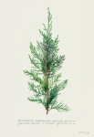 Vintage Illustration Branch Conifer