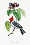 Vintage Art Bird Branch