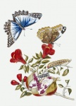 Vintage Butterfly Flower Caterpillar