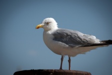 Bird, Seagull, Herring Gull