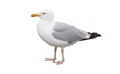 Bird Waterfowl Seagull