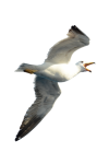 Bird Waterfowl Seagull Clipart