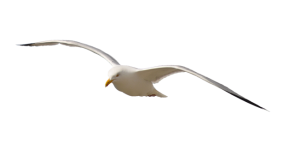 Bird Waterfowl Seagull