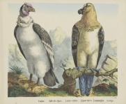 Vulture Vintage Art Poster