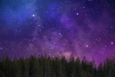 Forest Trees Starry Sky