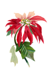 Christmas Star Poinsettia Plant