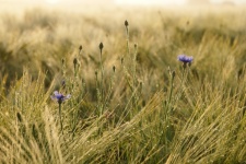 Wheat Grain Field Cornflowers