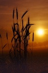 Wheat Grass Sunset
