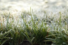 Meadow Grasses Hoarfrost Frost