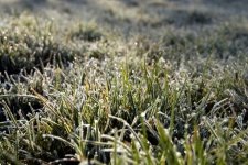 Meadow Grasses Hoarfrost Frost