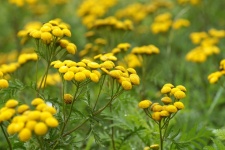 Wildflower Yellow Flowers Tanacetum