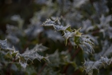 Winter Frost On Holly Leaves