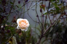 Winter Rose 1