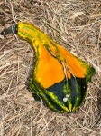 Yellow And Green Gourd
