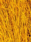 Yellow Grass Background