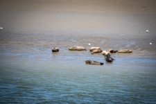 Seals, Gray Seal, Wildlife