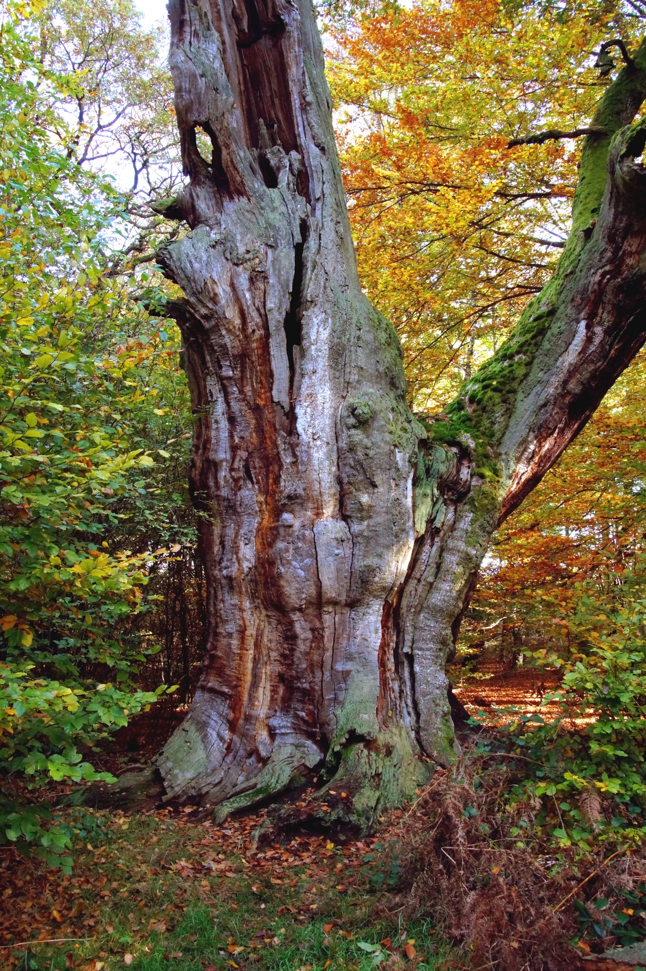 Old Oak Tree Autumn Forest