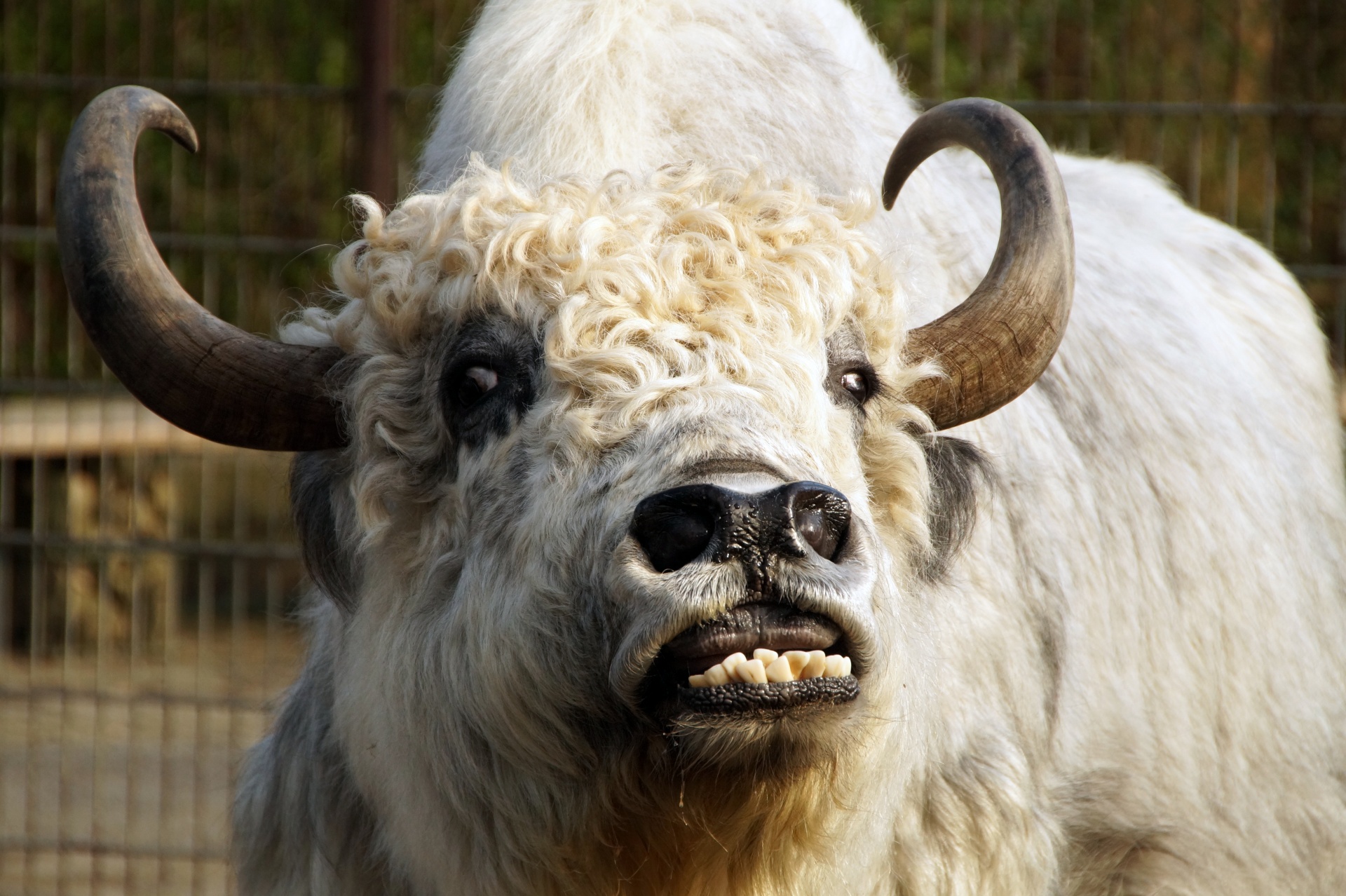 Asian yak Bos mutus domesticated cattle