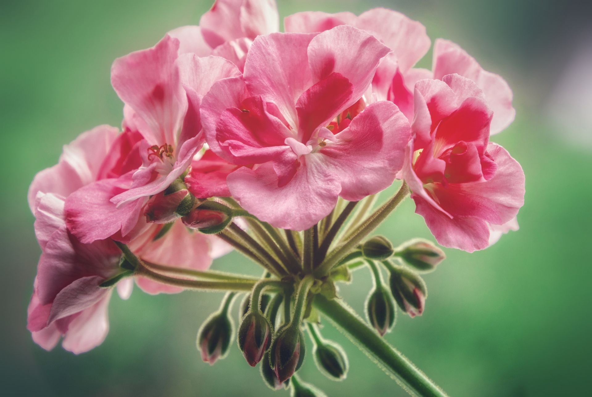 Flower Of Pink Flowering Geranium