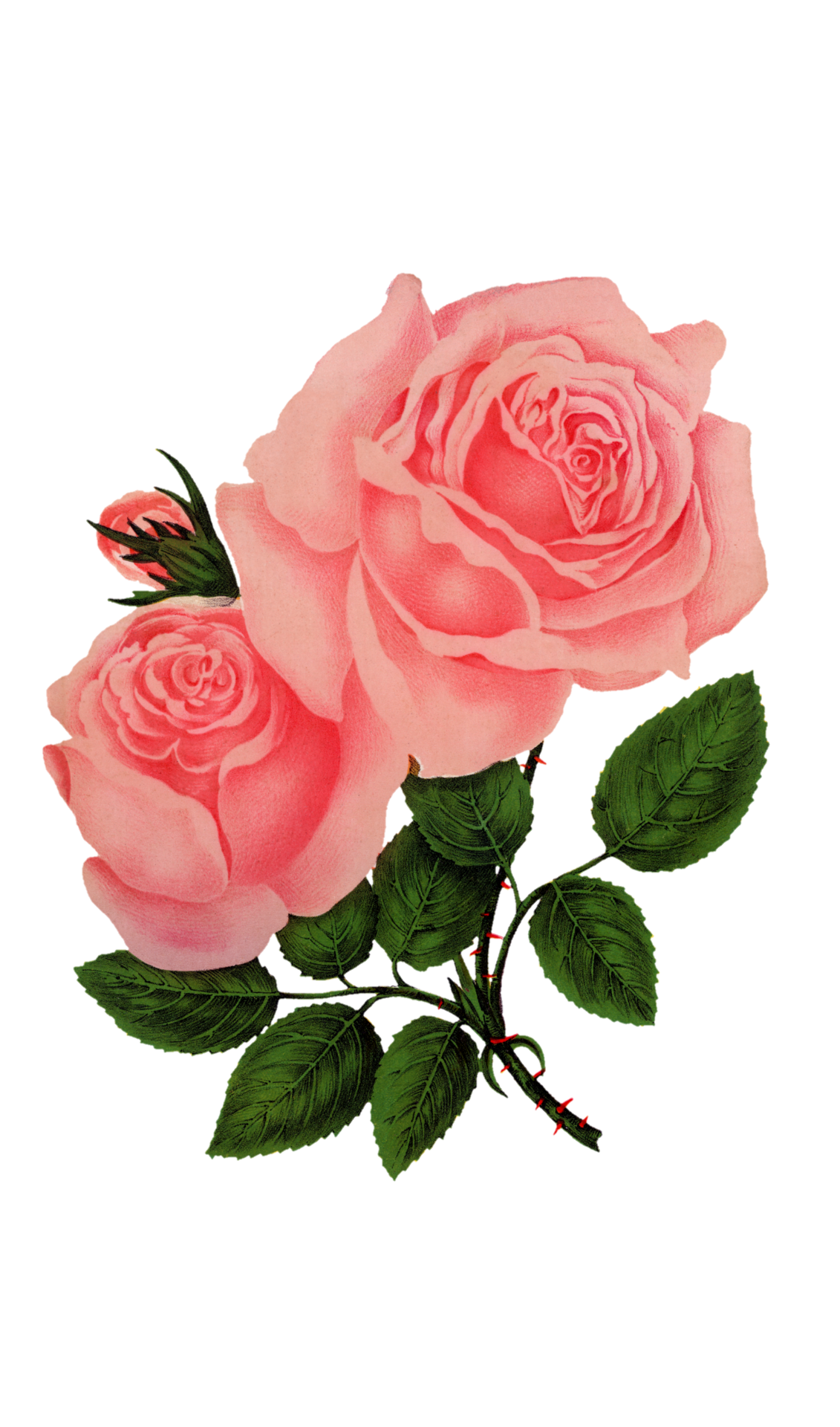 Flower Rose Vintage Clipart