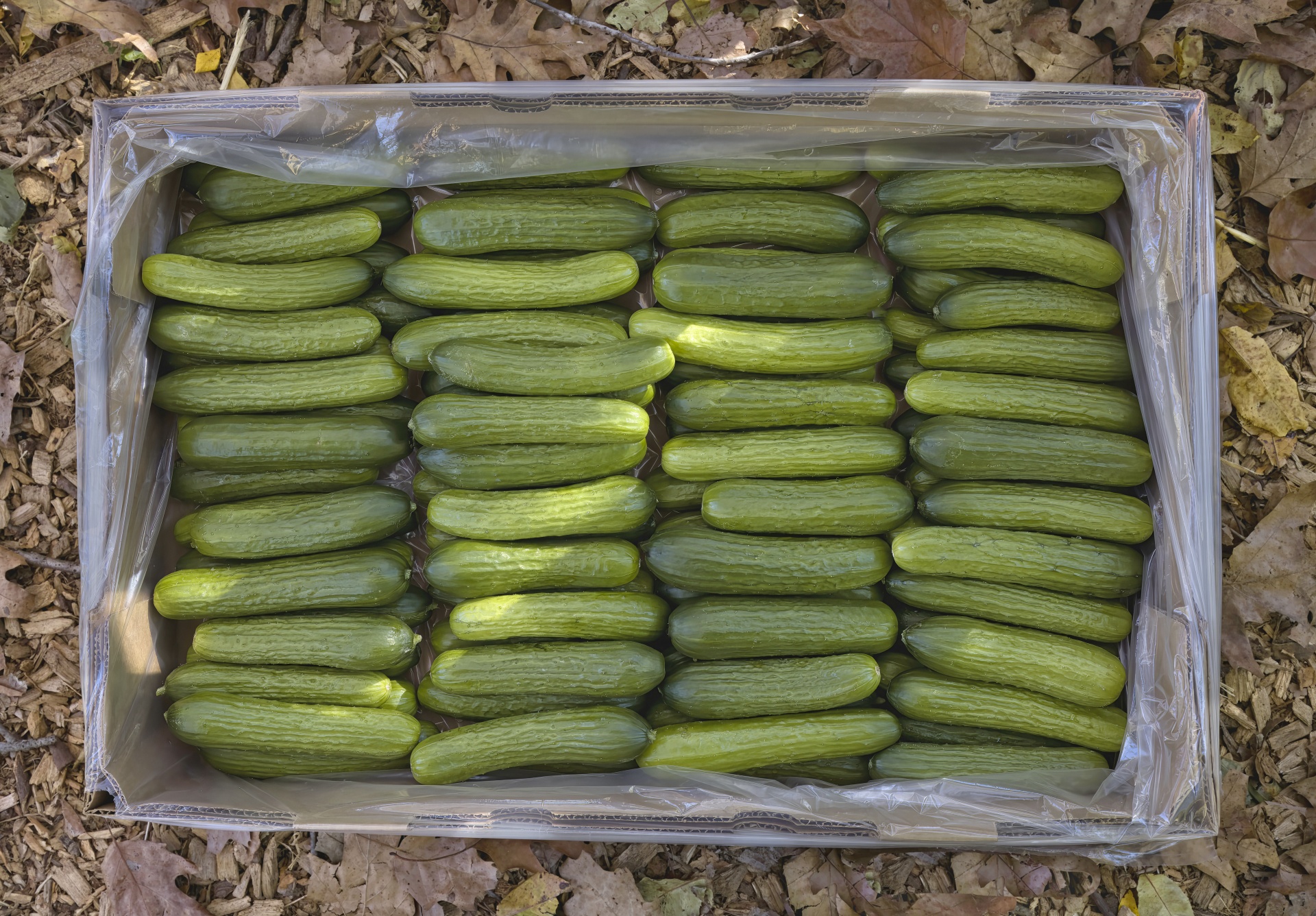 Box Of Fresh, Organic Cucumbers