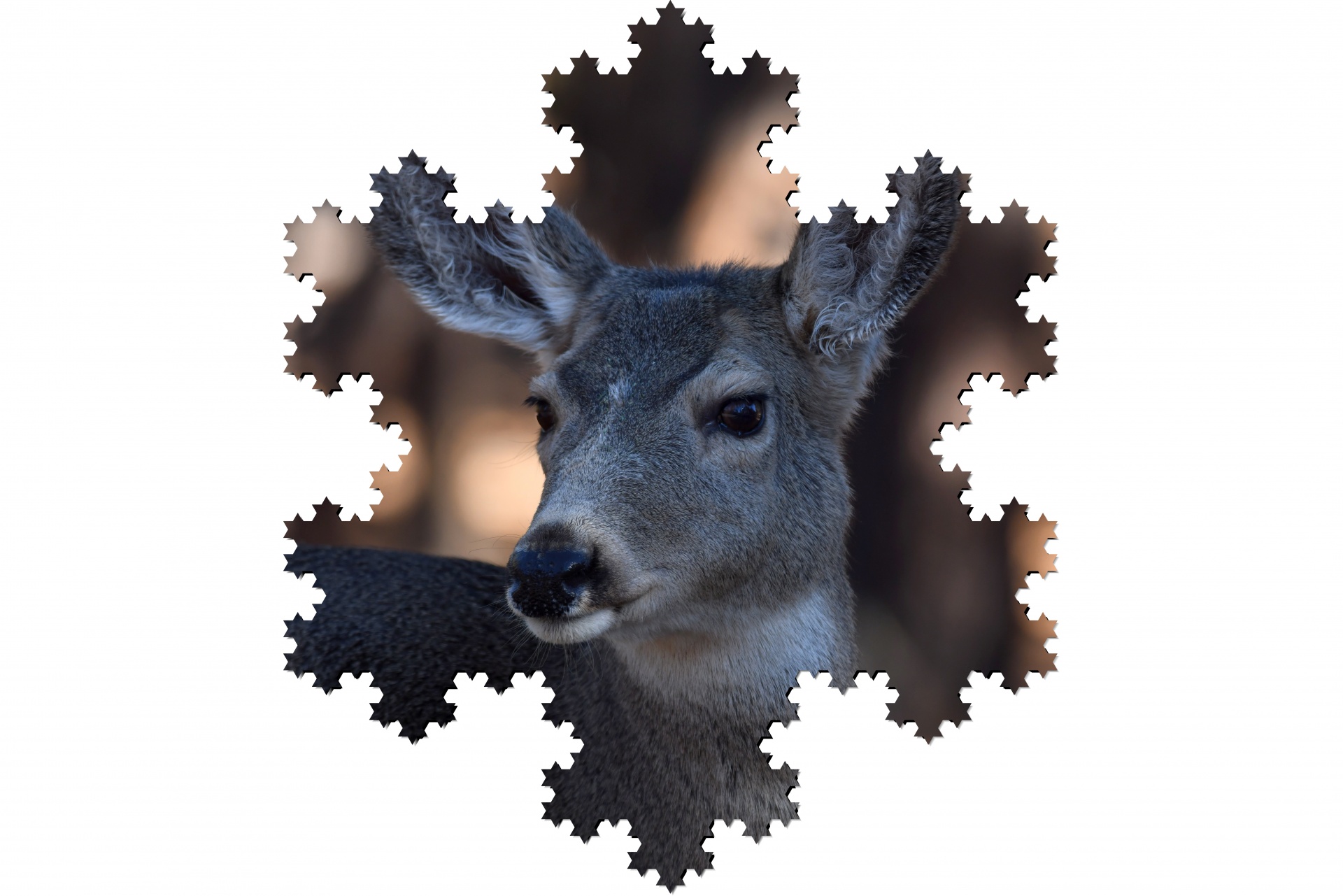 Deer Portrait Framed In A Snowflake